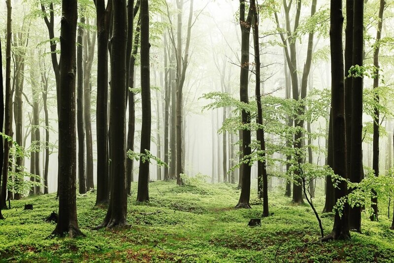 Woods summer path