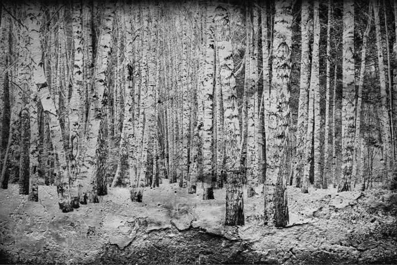 Broken forest Black