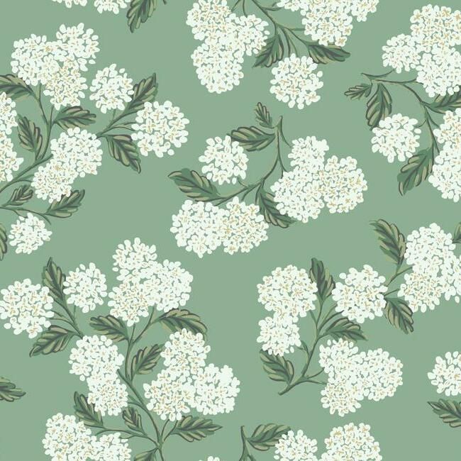 Hydrangea Jade