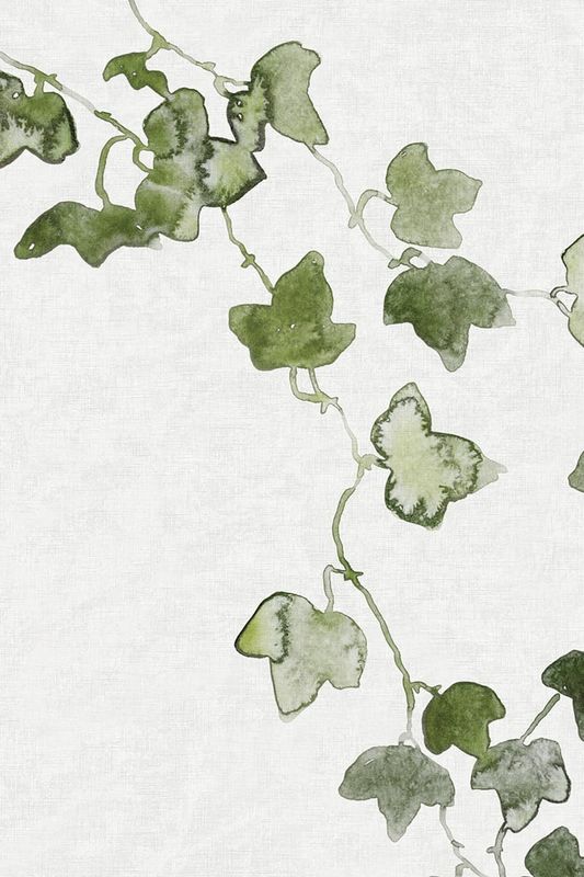 Aralia, Moss Green