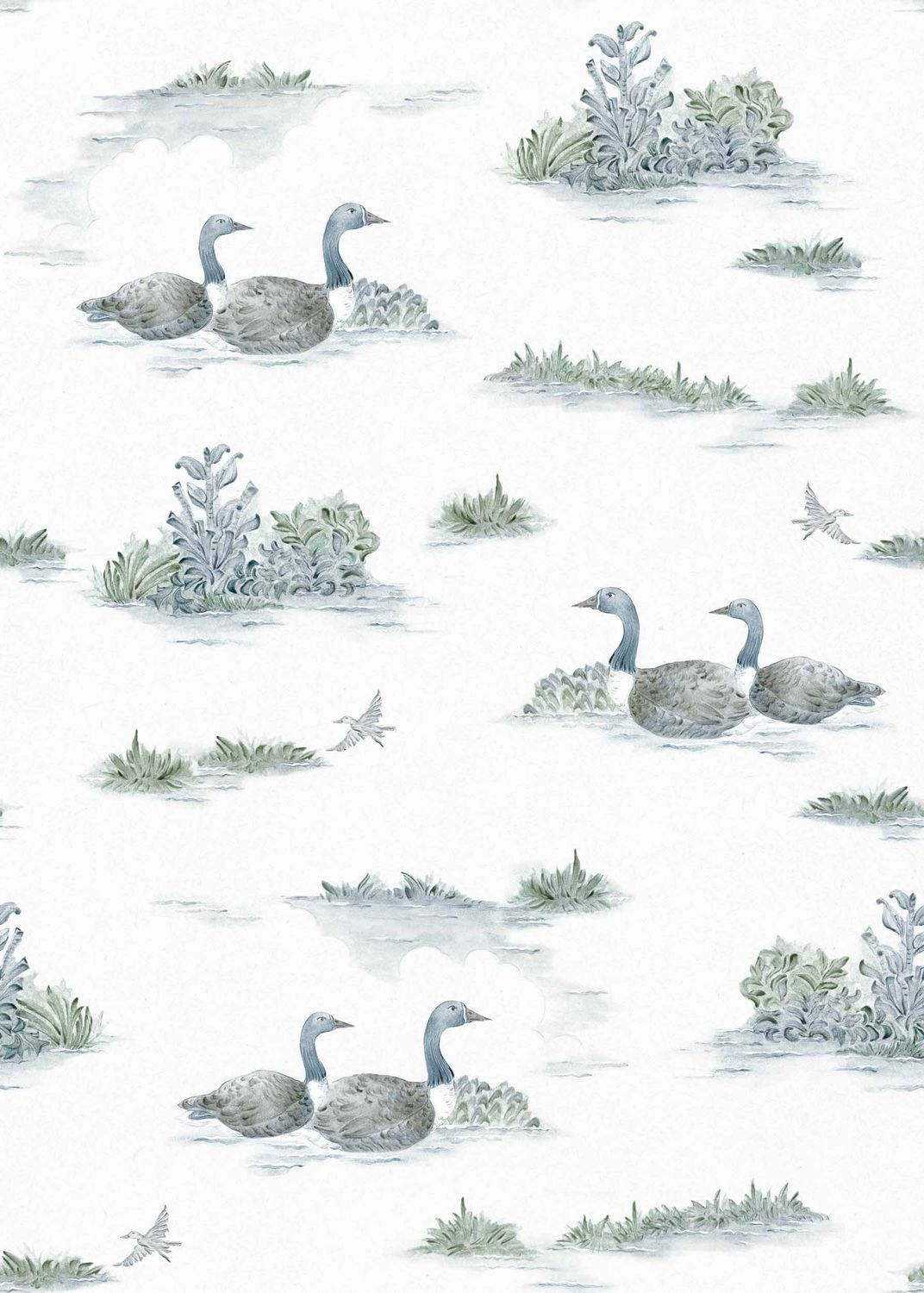 Mallard-Duck Aqua
