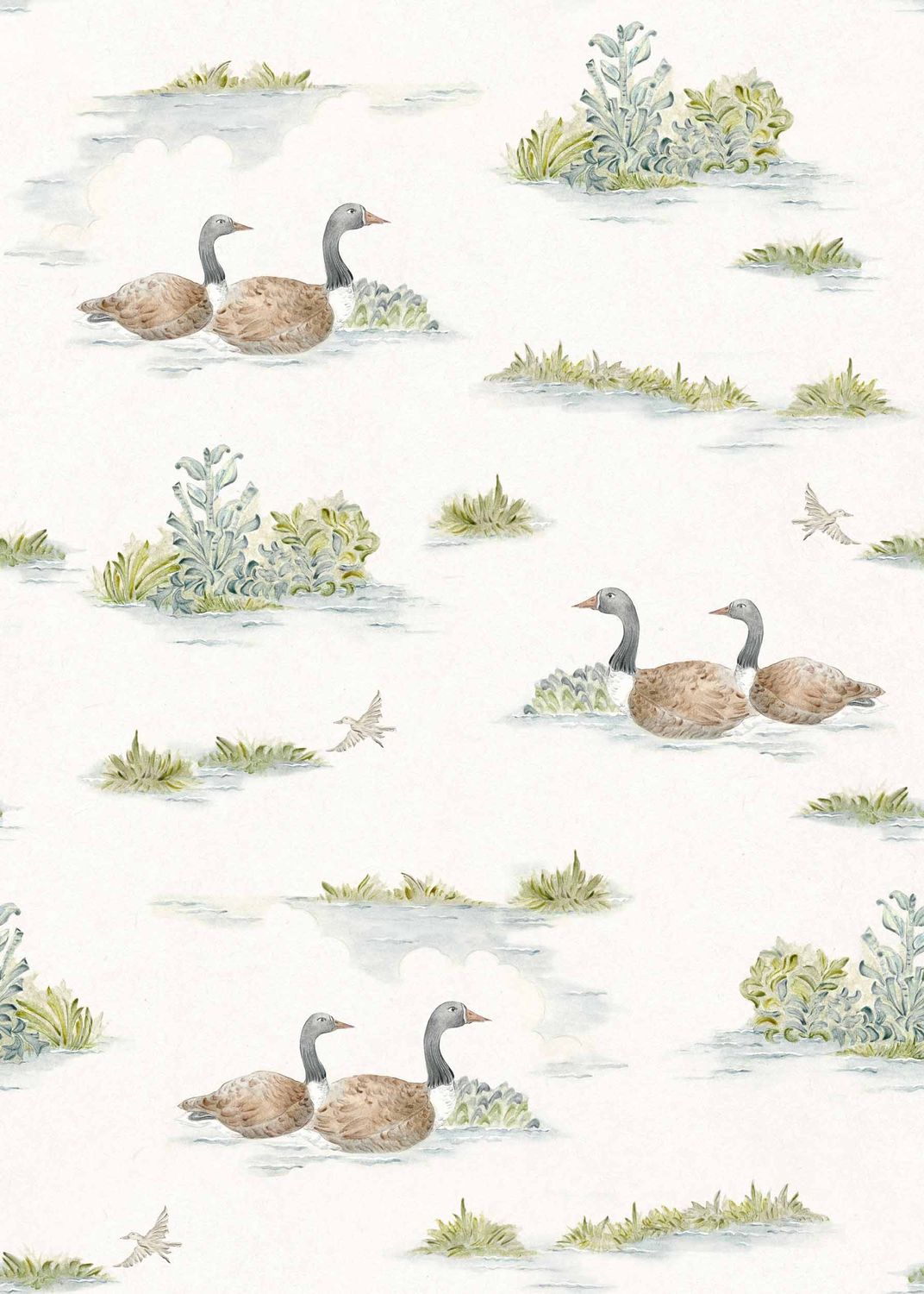 Mallard-Duck Sage