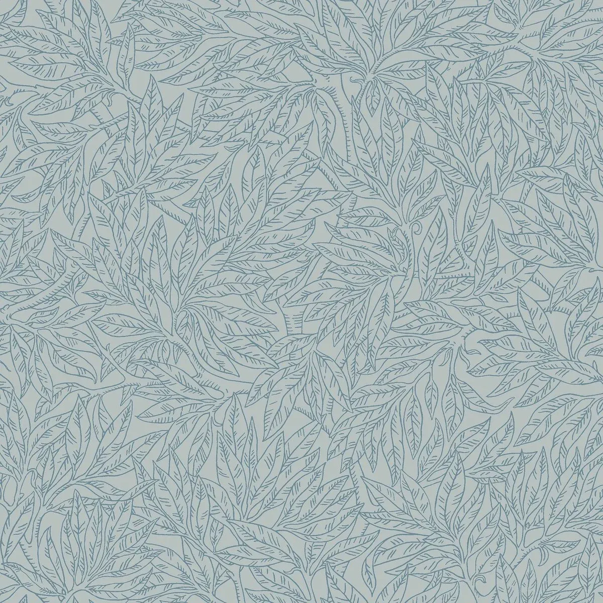 Salix Alba
