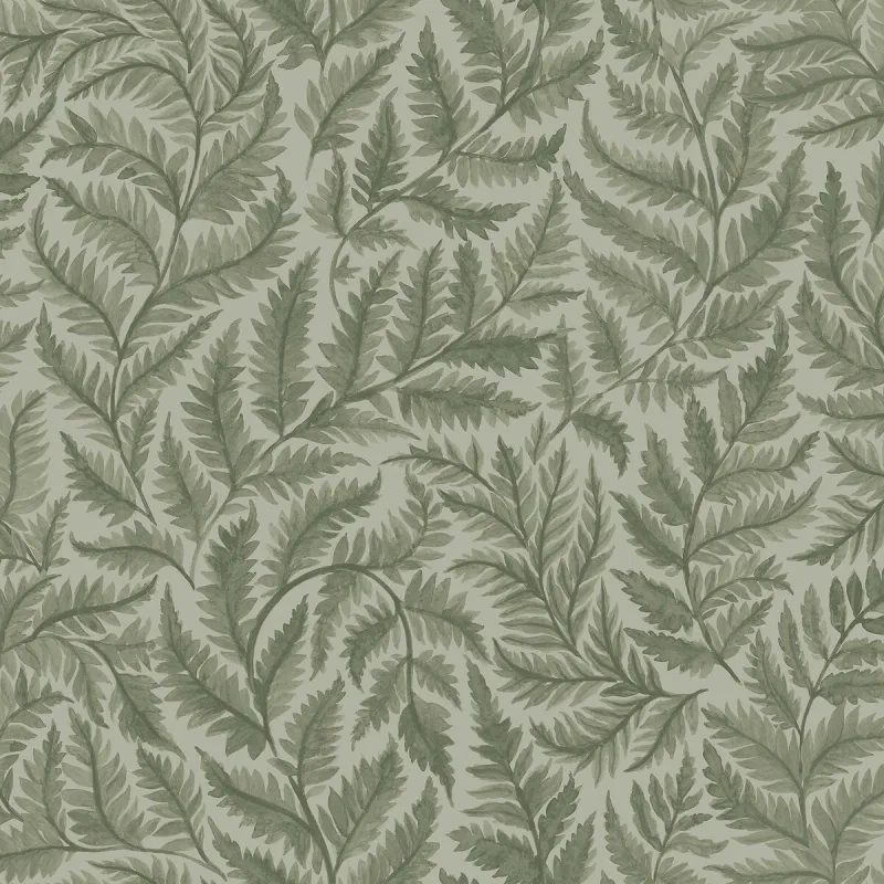 Ferns