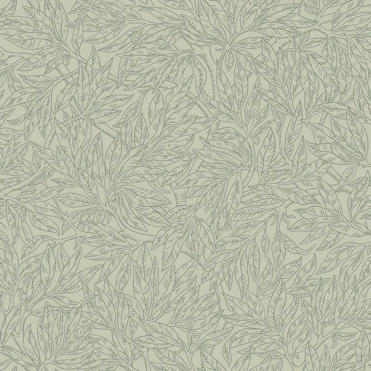 Salix Alba