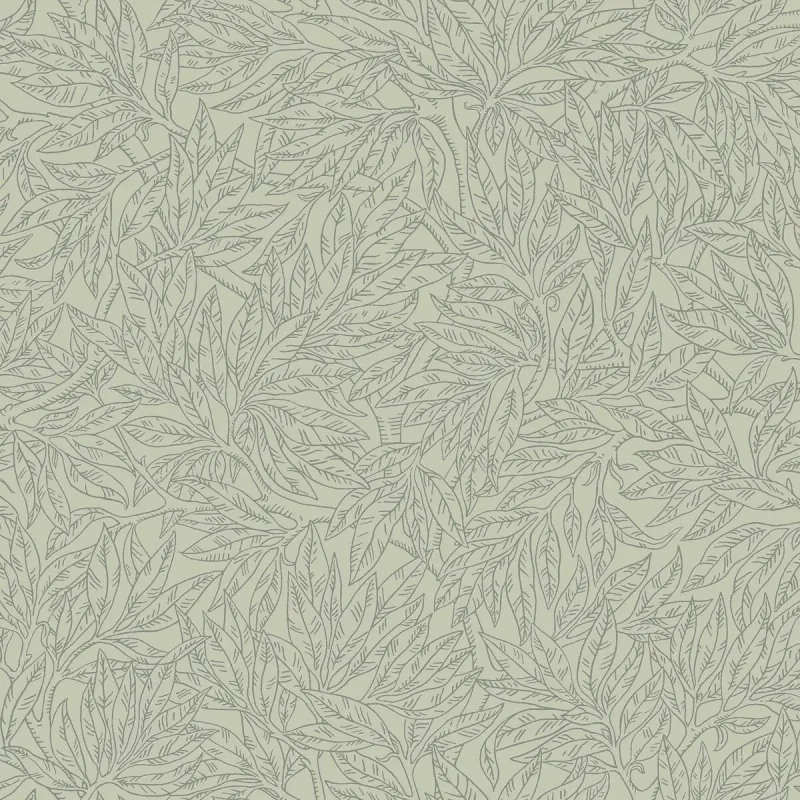 Salix Alba