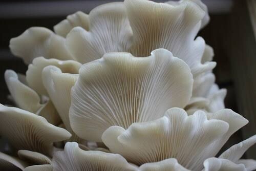 Fresh Oyster Mushroom