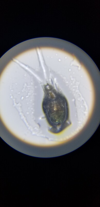 Vendor Bulk order 4 Species Copepod 160oz