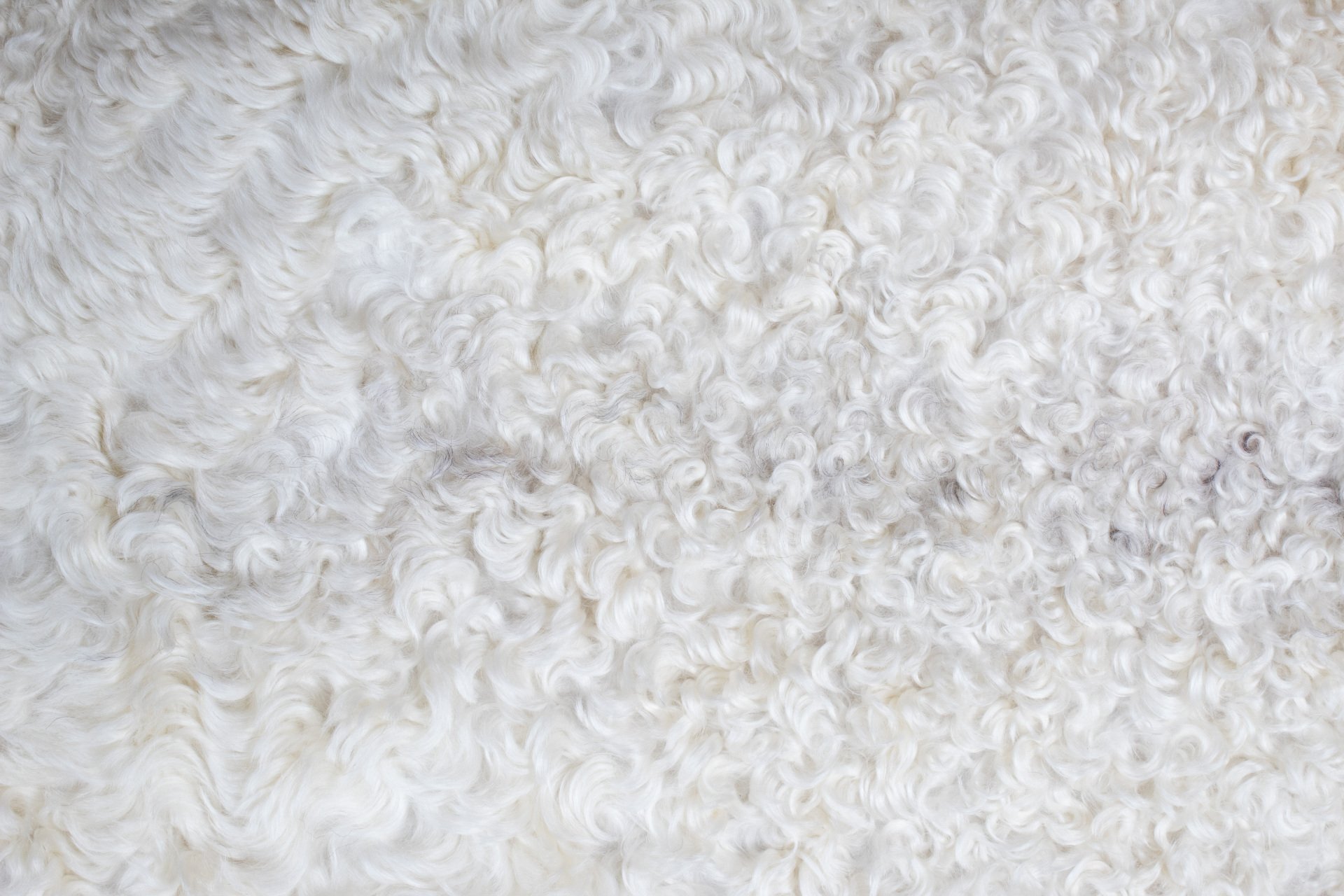 White Gotland Sheepskin #1