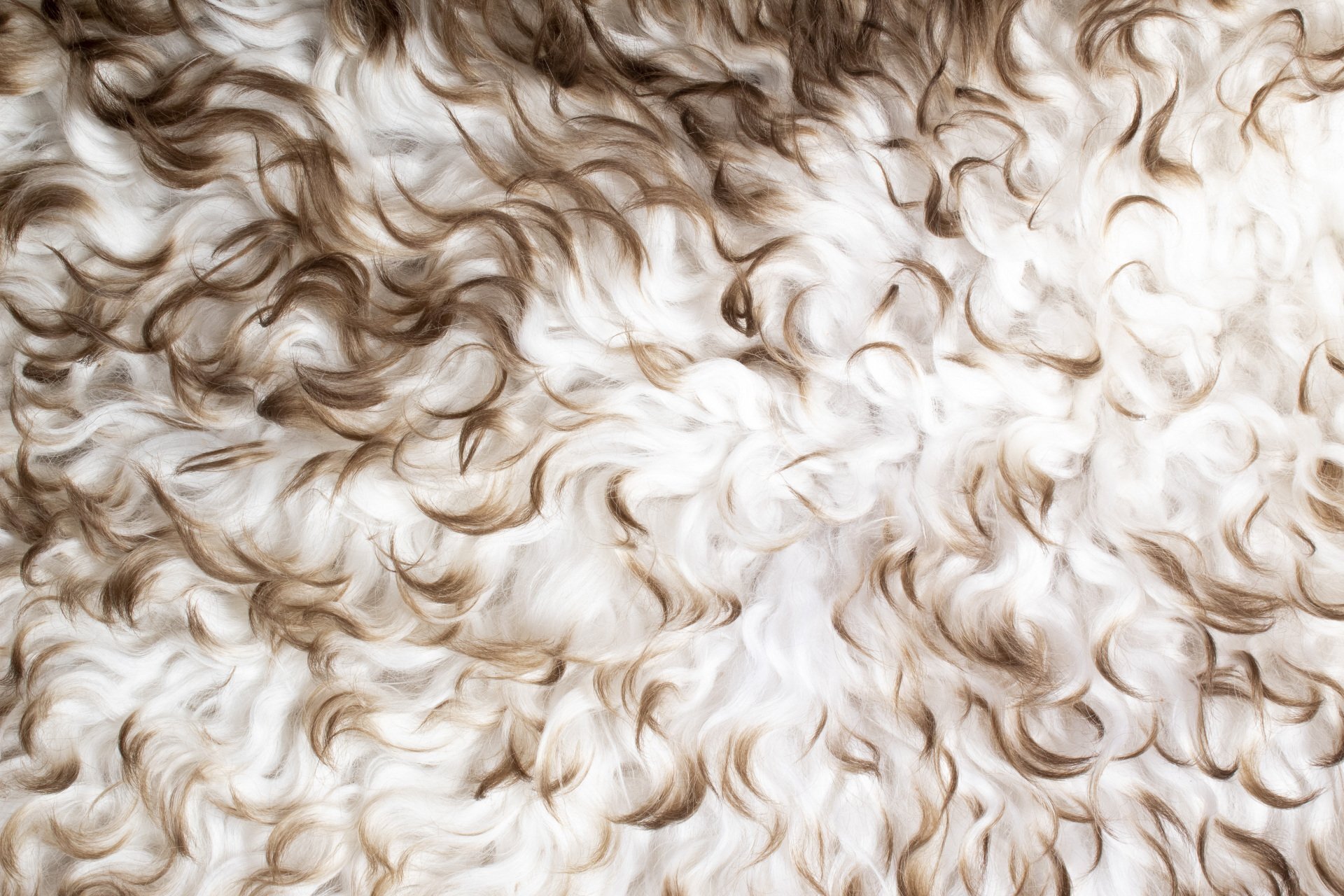 White&Brown Gotland Sheepskin #1