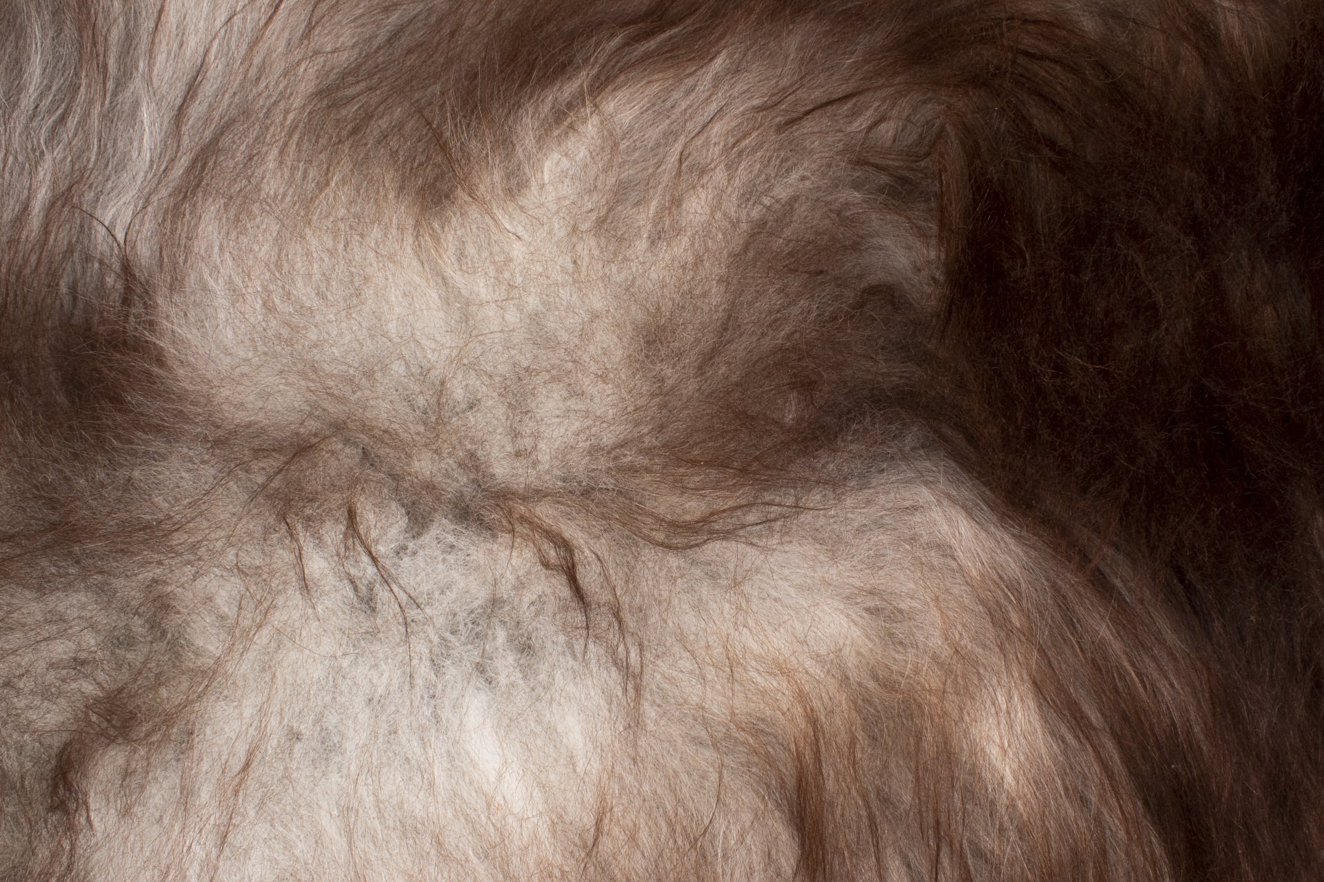 Natural Grey Icelandic Sheepskin #3