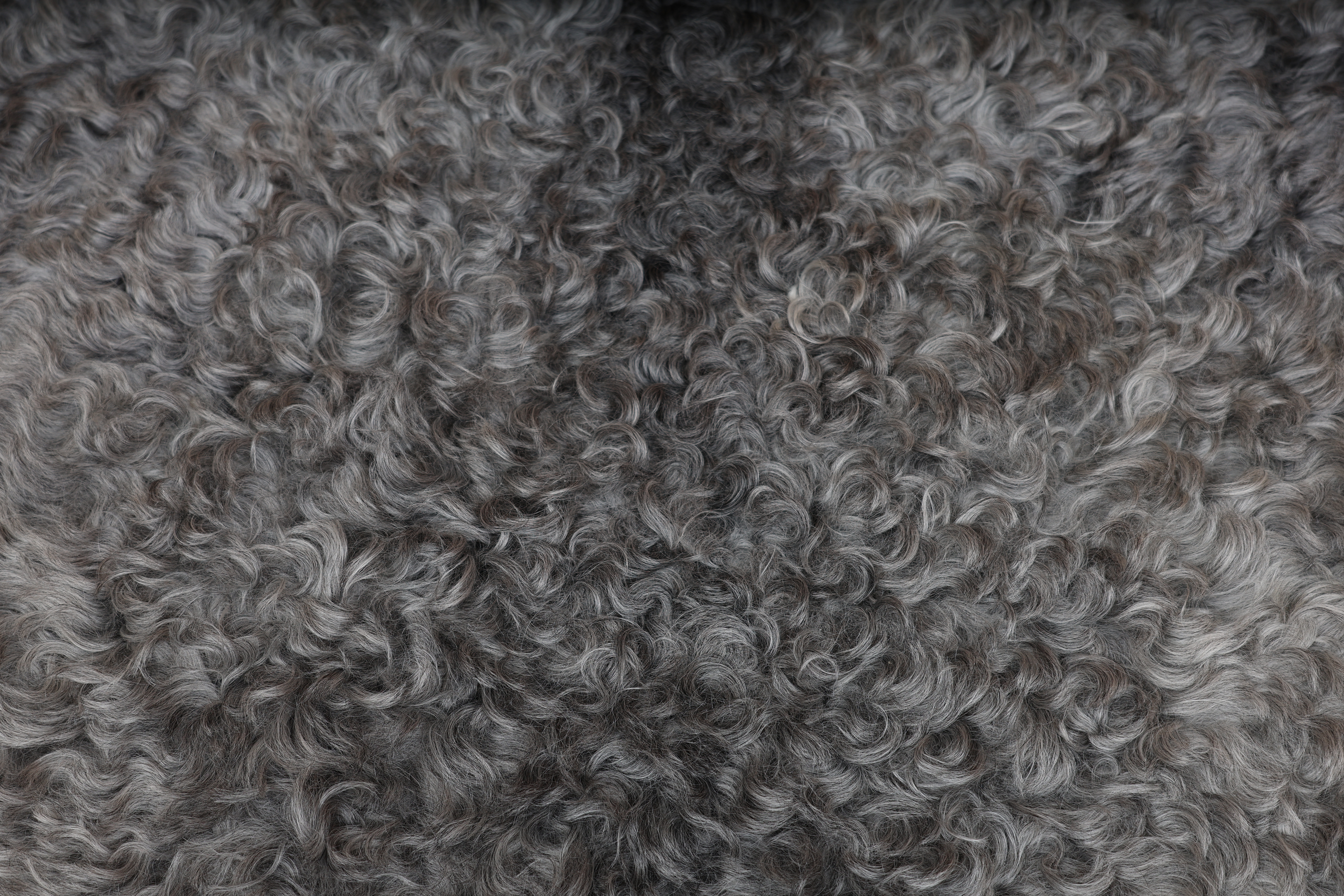 Grey Gotland Sheepskin #3