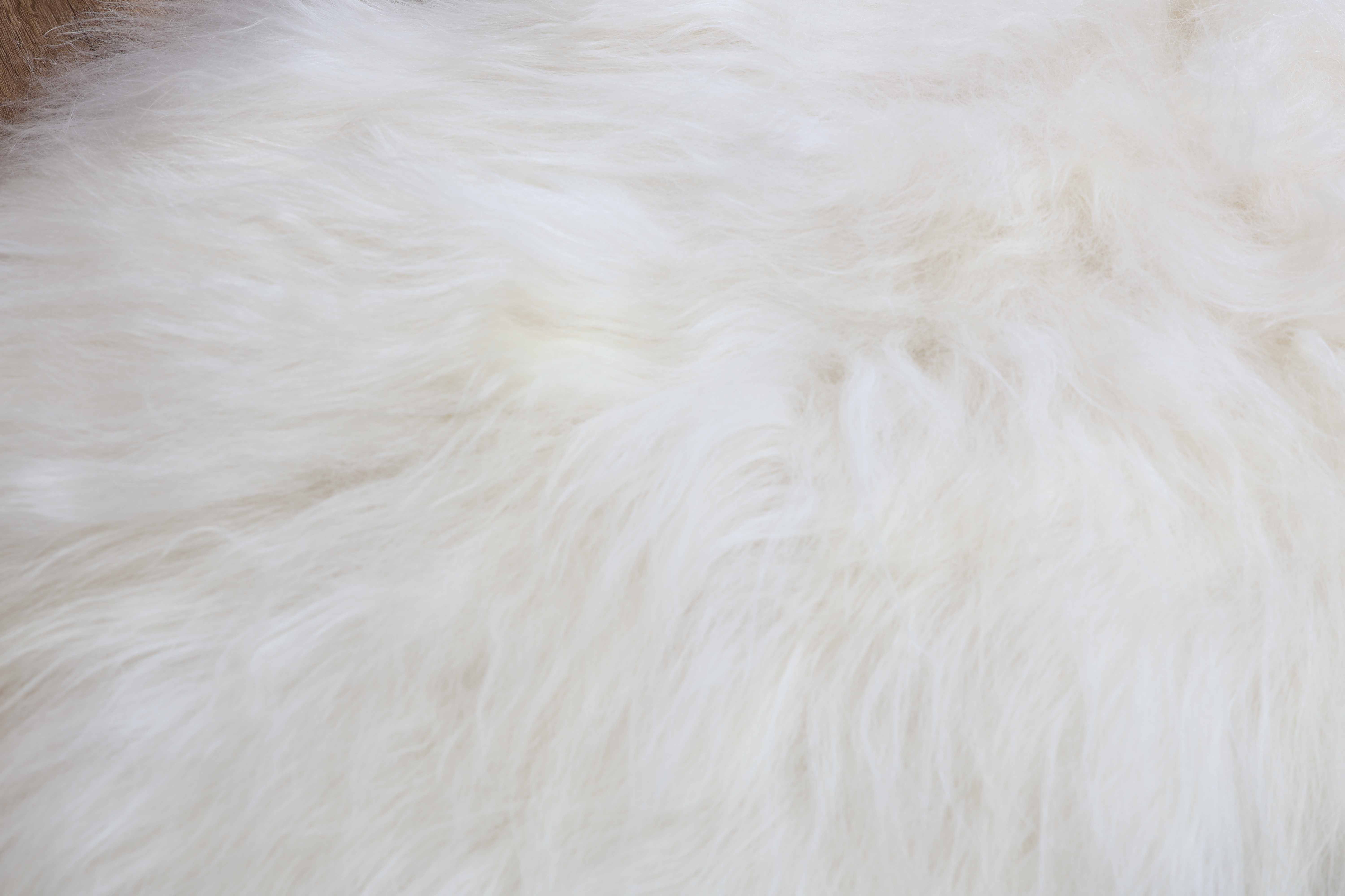 White Icelandic Sheepskin #4