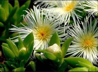 Sceletium tortuosum Kanna
