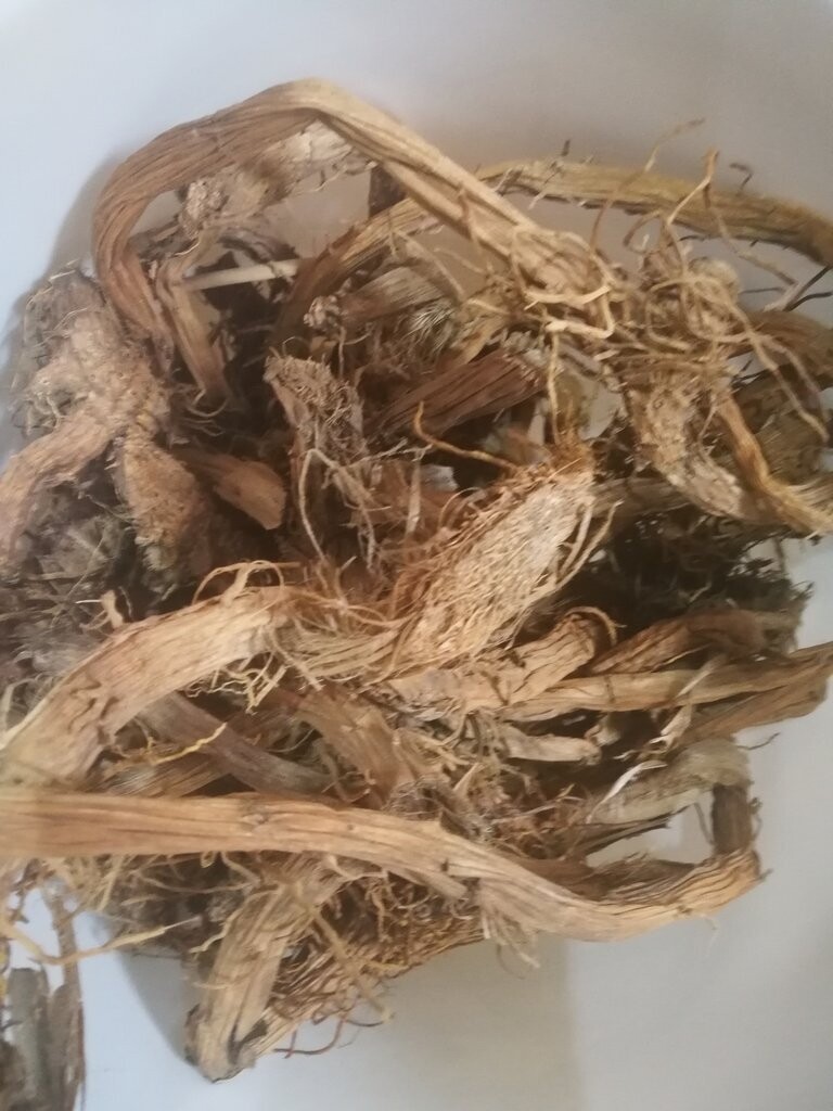 Typha capensis- Ibhuma