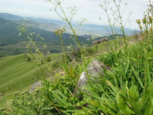 Alepidea amatymbica- iQwili, iKhatazo