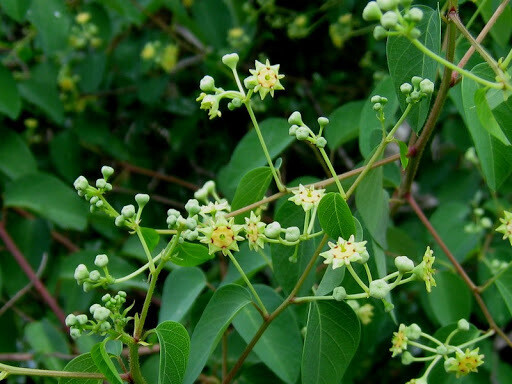 Helinus integrifolious- uBhubhubhu