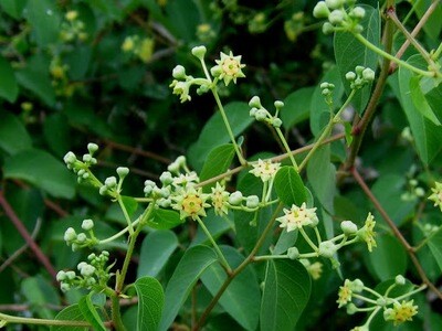 Helinus integrifolious- uBhubhubhu