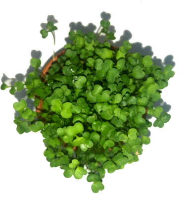 Soil-MicroGreens