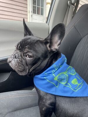 Lake Life Dog Bandana