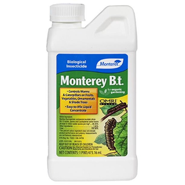 Monterey BT (QT)