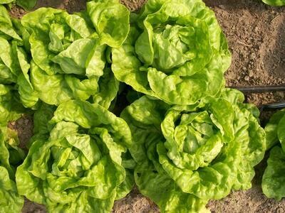 Southern Exposure Seed Pack - Lettuce, Tennis Ball 
