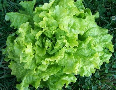 Southern Exposure Seed Pack - Lettuce, Black Seeded Simpson 