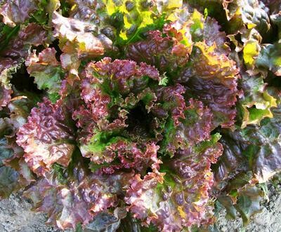 Southern Exposure Seed Pack - Lettuce, Red Sails 