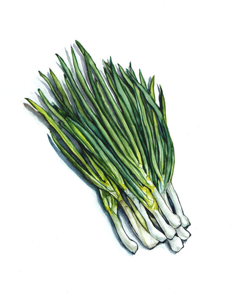 Southern Exposure Seed Pack - Onion, Tokyo Long White Bunching 