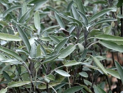 Southern Exposure Seed Pack - Sage, Common 