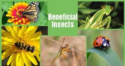 BENEFICIAL INSECTS AND ORGANISMS