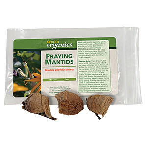 ARBICO Organics Praying Mantid Eggs (10 case)