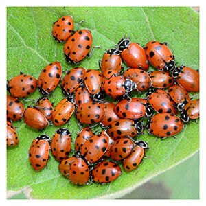 ARBICO Organics Ladybugs (500 ladybugs)