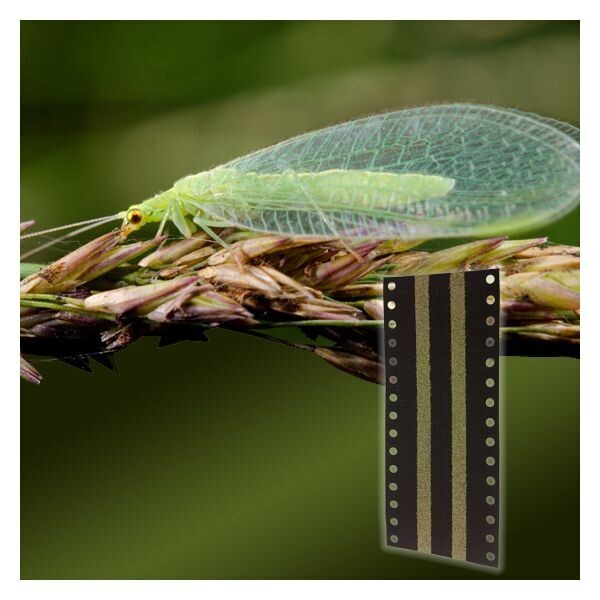ARBICO Organics Green Lacewing Eggs (25,000 eggs on Card)