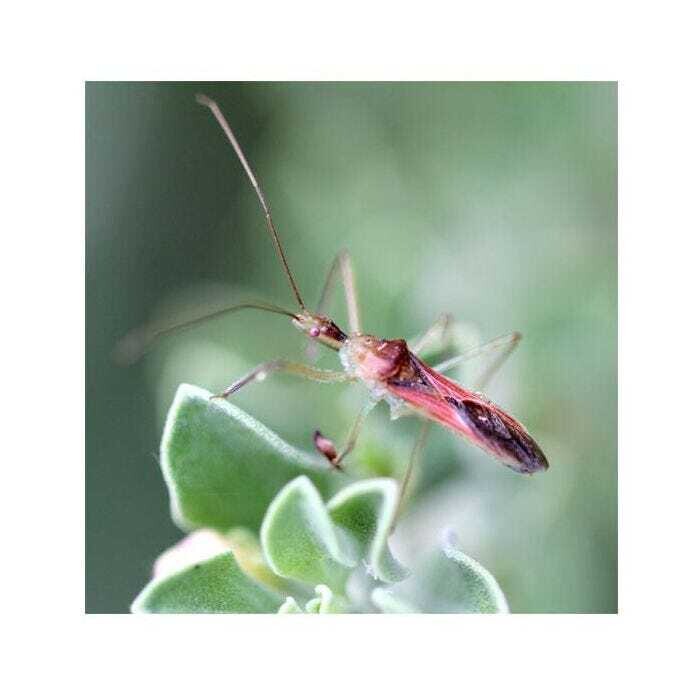 ARBICO Organics Assassin Bugs (1,000 Eggs)