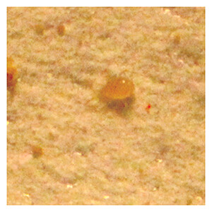 ARBICO Organics Predatory Mite: Amblyseius andersoni (25,000 in tube)