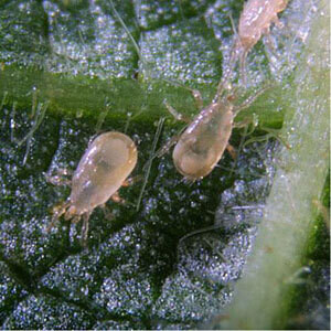 ARBICO Organics Predatory Mite: Amblyseius cucumeris (50,000 in Vermiculite)