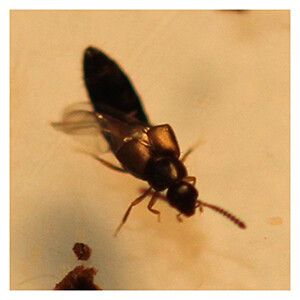 ARBICO Organics Rove Beetles (500 adults)