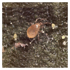 ARBICO Organics Predatory Mite: Amblyseius swirskii (25,000 in 1 Liter Tube)
