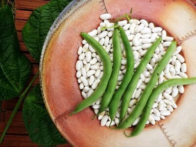 Southern Exposure Seed Pack - Bean, Blue Lake Bush 