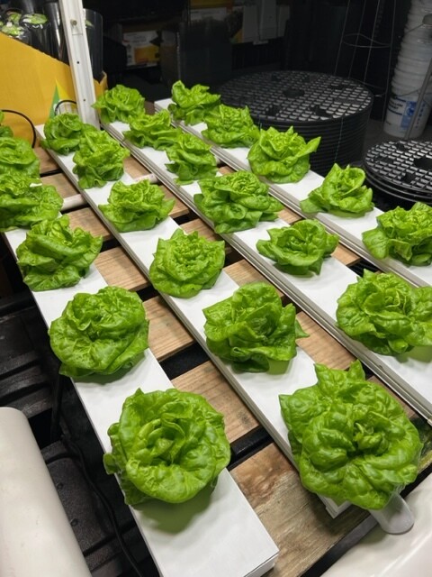 Crop King NFT Channel 4' (Complete)