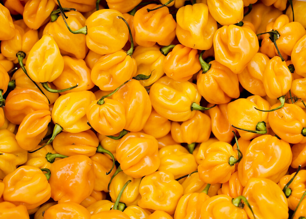 Baker Creek Seed Pack - Pepper, Jamaican Scotch Bonnet 