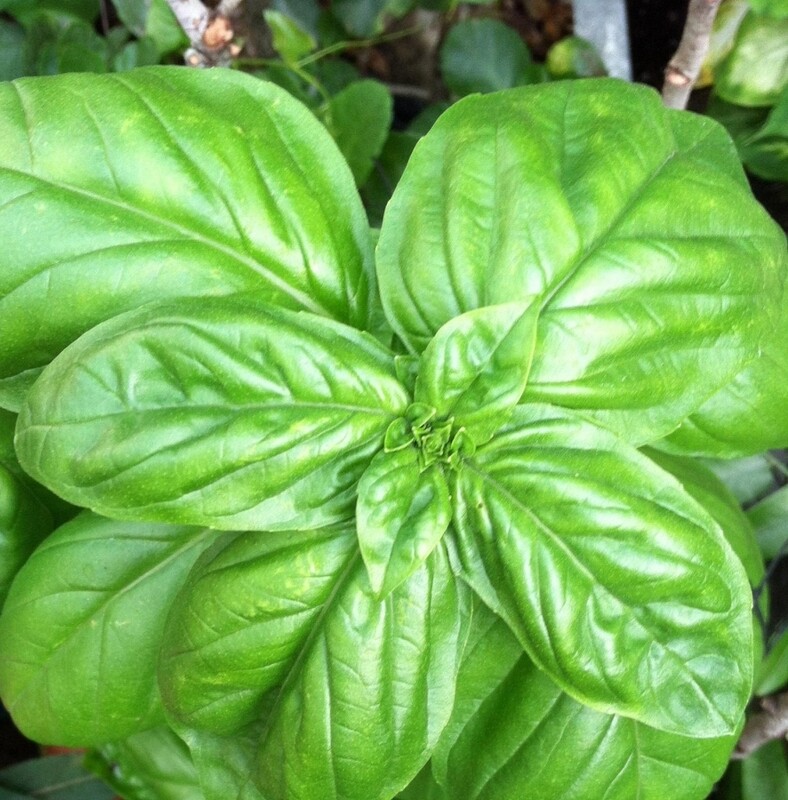 Baker Creek Seed Pack - Basil, Genovese 