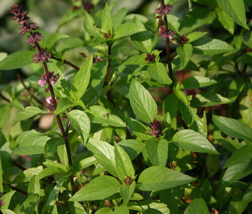 Baker Creek Seed Pack - Basil, Thai Sweet 