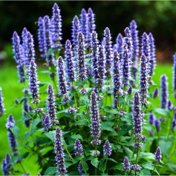 Baker Creek Seed Pack - Lavender