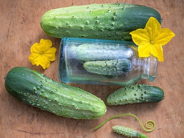 Baker Creek Seed Pack - Cucumber, Boston Pickling 