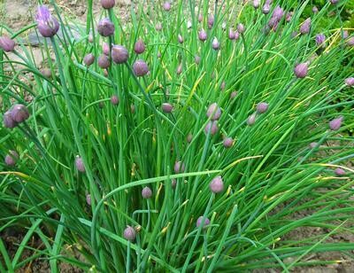 Baker Creek Seed Pack - Chives, Common 