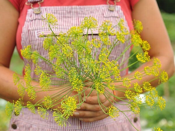 Baker Creek Seed Pack - Dill, Bouquet