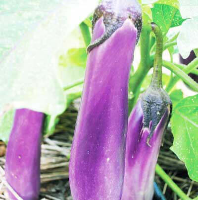 Baker Creek Seed Pack - Eggplant, Ping Tung 