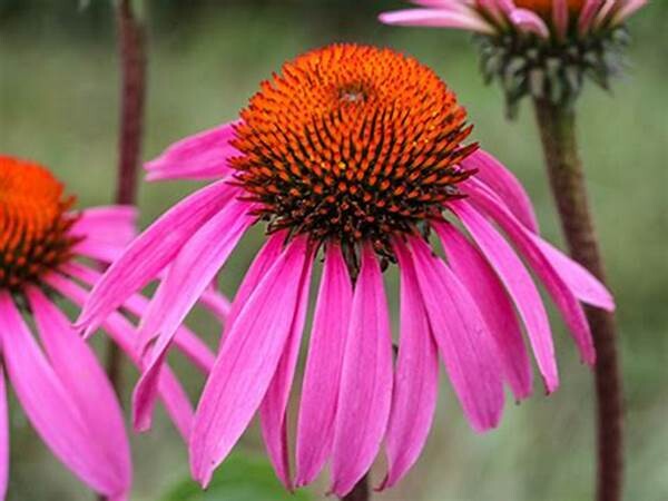 Baker Creek Seed Pack - Echinacea, Purpurea 